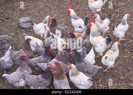 Mixed breed chickens in a farmyard enclosure with roosters and hens on a dirt Stock Photo