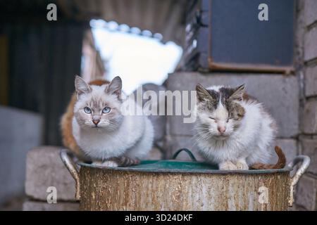 Two fluffy cats resting on a metal barrel in an outdoor urban setting Stock Photo