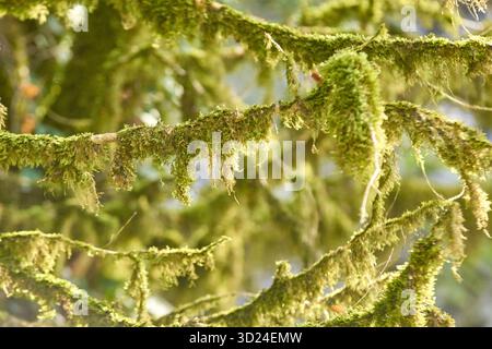 Close-up view of lush moss-covered tree branches in sunlit forest environment Stock Photo