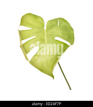 Monstera deliciosa leaf on white background: heart-shaped tropical foliage Stock Photo