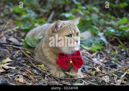 A cute golden-black british cat with green eyes lies on the forest floor among leaves and twigs, wearing a festive red bow with a small golden bell. Stock Photo