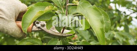 Gardener pruning apple tree branches with shears in lush green garden setting Stock Photo