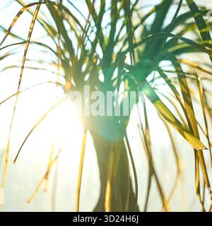 Sunlight streaming through ponytail palm leaves enhancing tropical ambiance Stock Photo