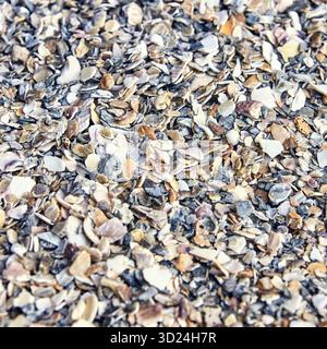 Close-up of colorful seashell fragments on a sandy beach surface Stock Photo