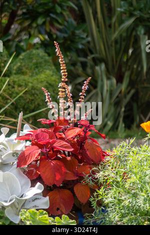Dark red leaves of a coleus plant in a pot in a Devon garden Stock Photo