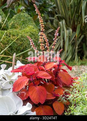 Dark red leaves of a coleus plant in a pot in a Devon garden Stock Photo