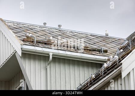 Seagulls nests on the roof of house in Tromso Stock Photo