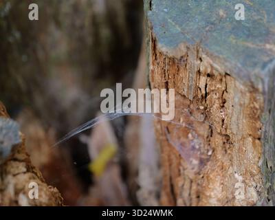 Delicate spider web in weathered tree stump in forest. Fragile, contrasting and symbolic. Copyspace Stock Photo