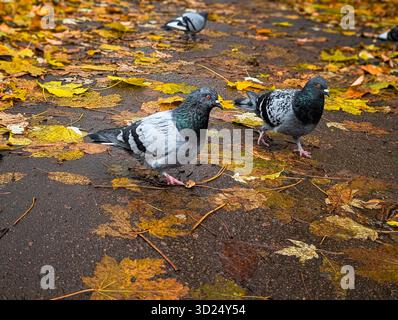 a pair of pigeons walking on a park path covered in yellow autumn leaves Stock Photo
