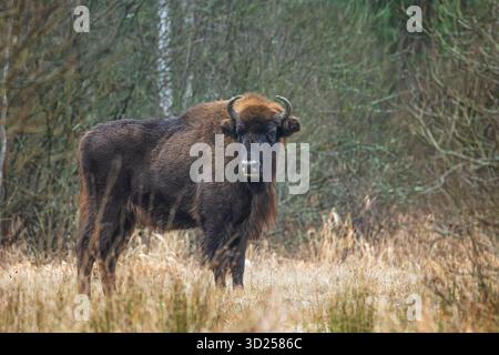 The European bison (Bison bonasus) or the European wood bison close-up portrait Stock Photo