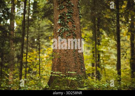 Mossy tree trunk with ivy in a forest. Low angle, telephoto shot, shallow depth of field, no people Stock Photo
