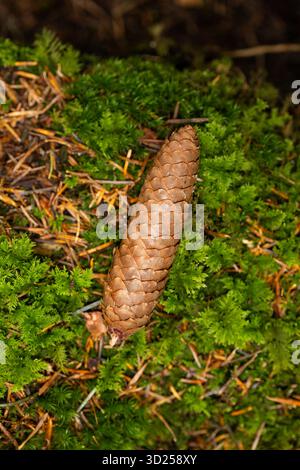 Pine cone lying on a bed of green moss in a forest in Europe, no people Stock Photo