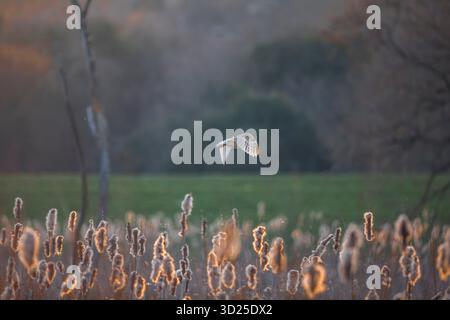 View of a wild, UK barn owl (Tyto alba) flying over a reed bed in evening sunshine. Stock Photo