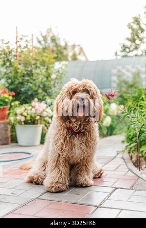 Beautiful brown curly-haired goldendoodle or labradoodle dog in the garden in summer Stock Photo