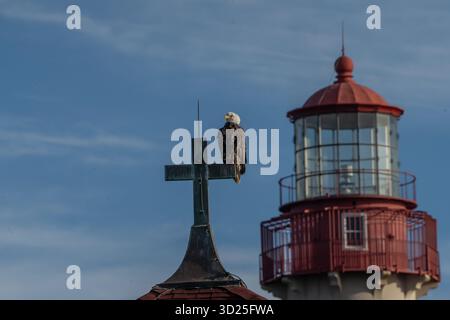 Bald Eagle perched on old steeple with Cape May Lighthouse in Background, Cape May, New Jersey Stock Photo