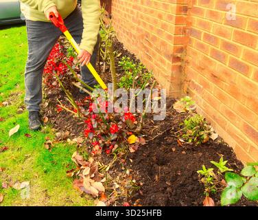 Man using a garden fork digging compost into a flower bed into dark soil, with bright, green foliage and red flowers on a warm evening Stock Photo