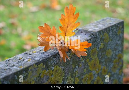 autumn oak leaves on weathered stone tombstone, norfolk, england Stock Photo