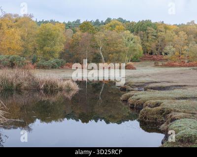 A Still New Forest pond reflecting autumnal trees in it’s still water Stock Photo