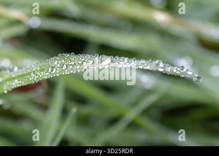 Raindrops on Blades of Grass Stock Photo
