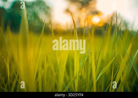 Green grass meadow glowing in warm golden autumn sunset with soft bokeh. Backlit nature field. Summer scenic peaceful countryside outdoor rural Stock Photo