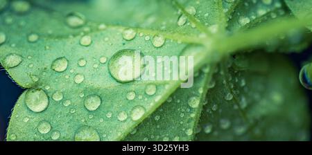 Fresh water drops on green leaf macro with soft natural light detail. Dewy plant foliage. Botanical nature summer eco wellness zen closeup Stock Photo