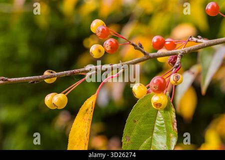 Close-up of colorful red and yellow crab apples on a branch in autumn Stock Photo