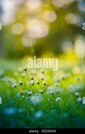 Radiant daisy closeup soft bokeh green meadow sunlight delicate spring wildflower field idyllic nature background serene tranquil dreamy outdoor lands Stock Photo
