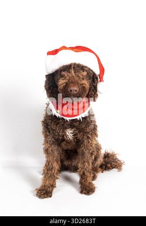 Poodle type dog sitting in a studio wearing a red santa hat and festive christmas bandana Stock Photo