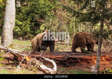 brown bear (Ursus arctos) two are on the old trunk Stock Photo