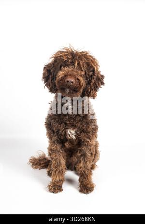 Brown curly haired dog sitting waiting on a clean white studio background Stock Photo
