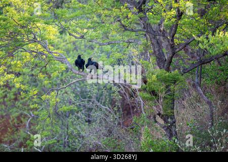 A pair of Verreaux's eagles - Black eagles sits in a tree in a gorge not far from Victoria Falls and observes its surroundings, Zambezi Gorge. Stock Photo