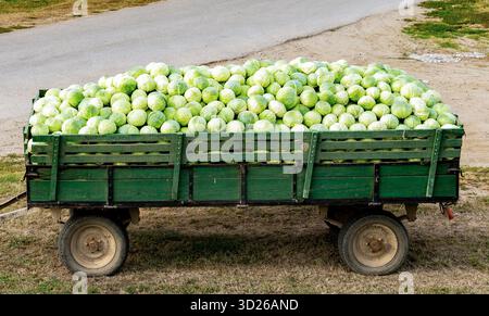 Harvest season of cabbage. Agricultural trailer loaded with fresh cabbage heads in farmland. Stock Photo
