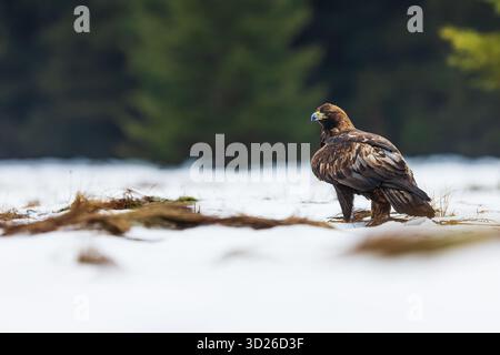 golden eagle (Aquila chrysaetos) sitting on the ground in the snow Stock Photo