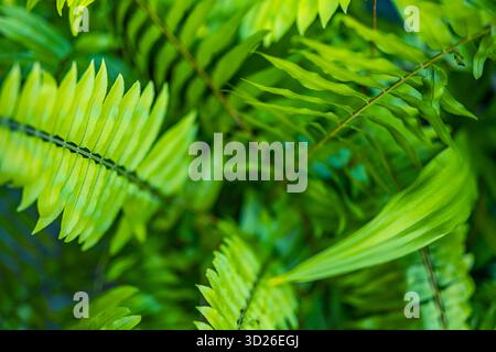 Tranquil green fern background artistic abstract nature closeup with soft light and calming organic texture Stock Photo