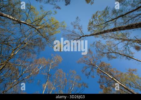 View from the ground skywards of tree canopies and a bright blue sky. Stock Photo