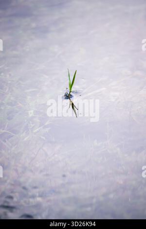 A single, small green shoot of grass emerges from the placid, highly reflective water surface, rendered in soft, cool, muted tones, highlighting theme Stock Photo