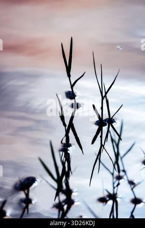 An abstract composition featuring the dark silhouettes of grass blades against a softly colored, shimmering water surface, capturing the subtle moveme Stock Photo