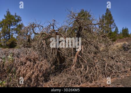 Dry tangled branches of teide broom shrub with sparse green leaves at base and blurred canarian pines in background under clear blue sky Stock Photo