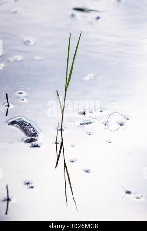 A bright, high-key vertical photograph of a single, slender blade of grass rising from the reflective surface of the water. The background is dominate Stock Photo