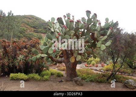 A large prickly pear cactus tree with red fruits growing in a dry botanical  garden, surrounded by desert plants and hills Stock Photo - Alamy