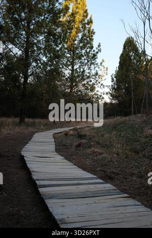 Wooden walkway through forest path at sunset Stock Photo