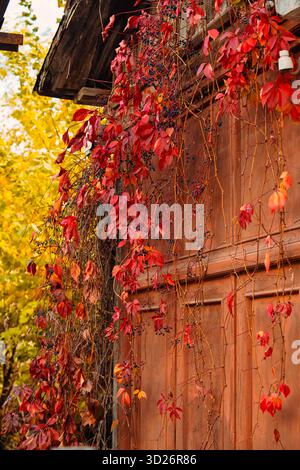 A red door with vines growing up the side of it. The vines are covered in red leaves and berries Stock Photo