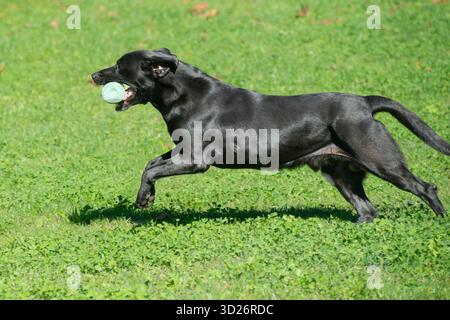 Black Labrador Retriever Retrieving Bumper Toy Stock Photo