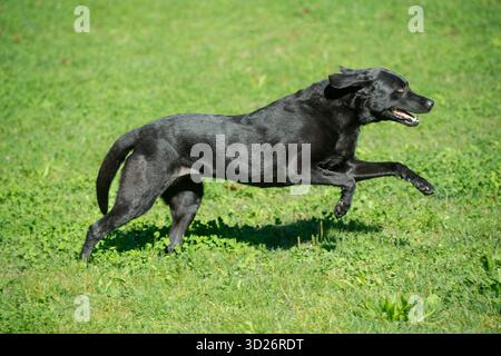 Black Labrador Retriever Running on Green Grass Stock Photo