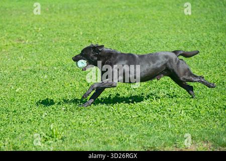 Black Labrador Retriever Retrieving Bumper Toy Stock Photo