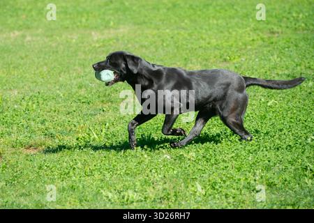 Black Labrador Retriever Retrieving Bumper Toy Stock Photo
