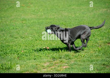Black Labrador Retriever Retrieving Bumper Toy Stock Photo
