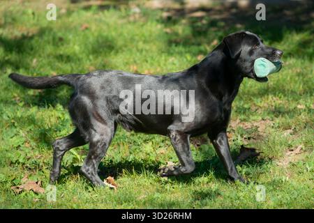 Black Labrador Retriever Retrieving Bumper Toy Stock Photo
