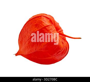 Close-up Orange Cape gooseberry, physalis isolated on white background with full depth of field with clipping path. Design element for cards, invitati Stock Photo