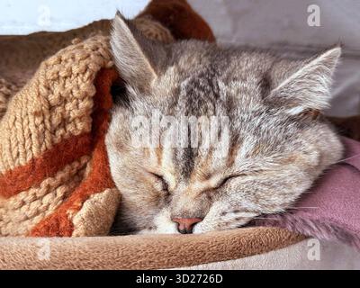 Cute sleeping cat under the blanket Stock Photo